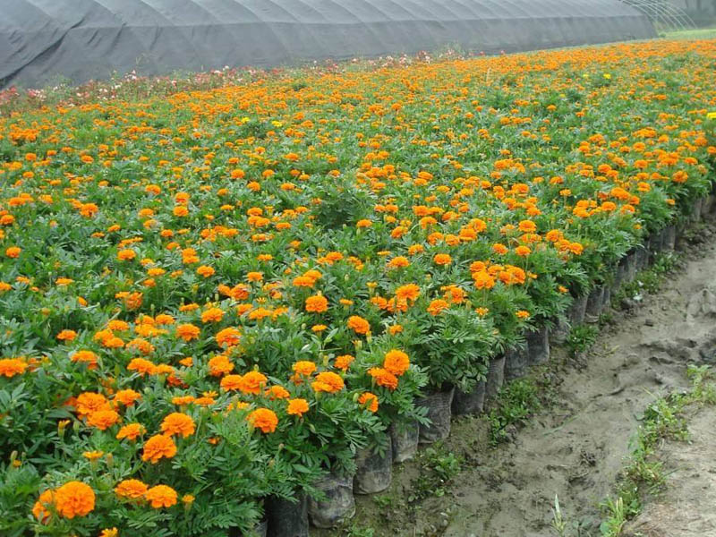 青州草花苗木種植基地為您講解宿根花卉的栽培養(yǎng)護要點